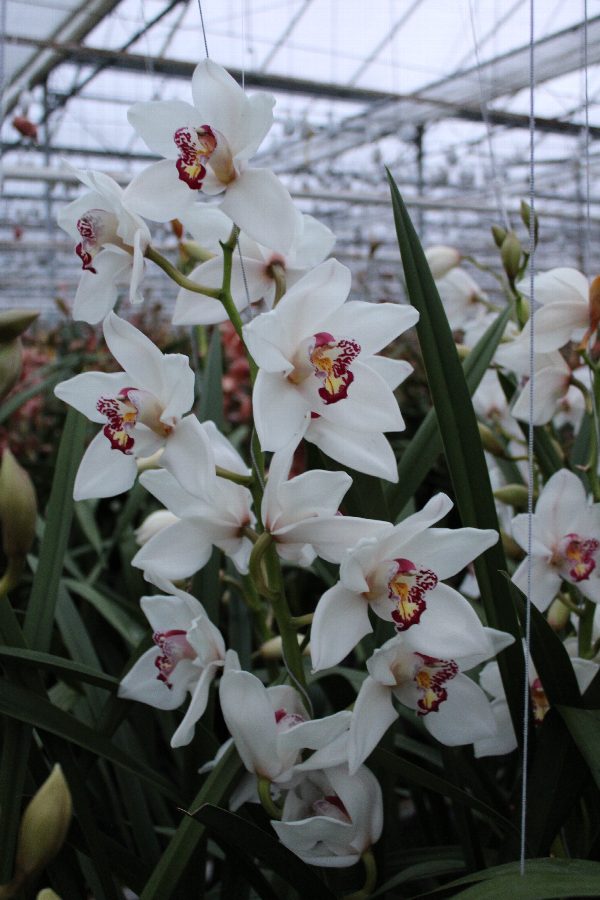 Cymbidium large flowered Cymb T Judas, foto 2
