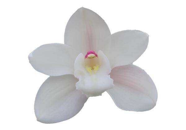 Cymbidium large flowered POMPEI, photo 2