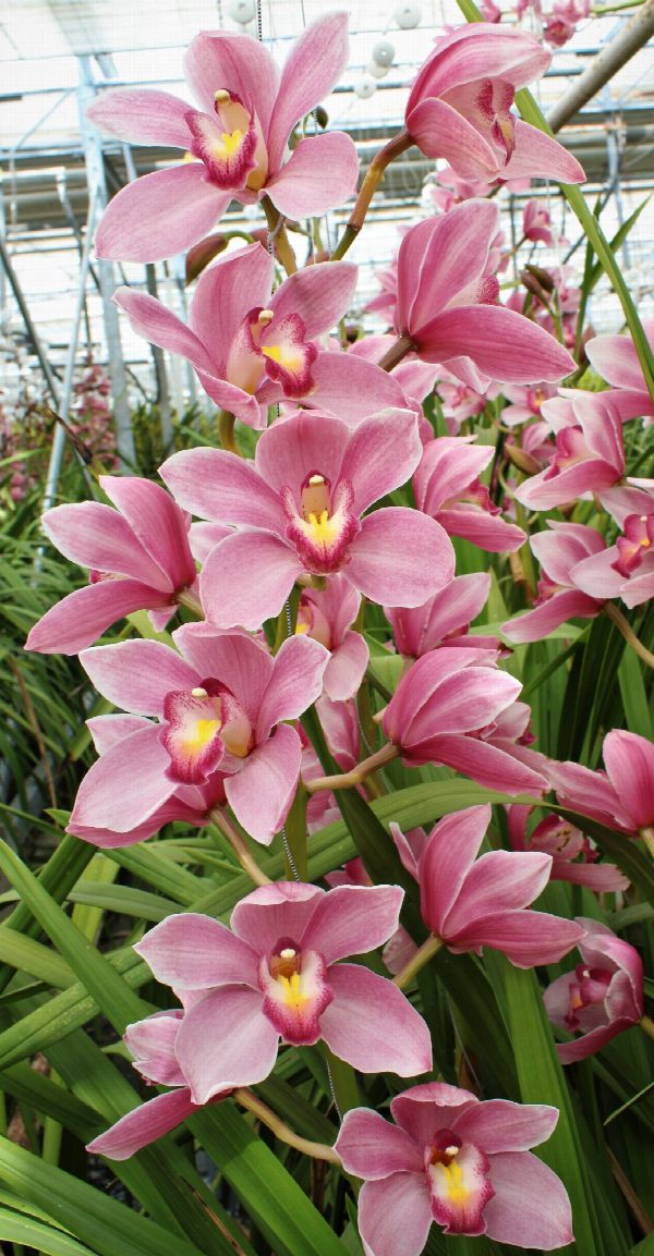 Cymbidium large flowered Cymb T Ruby Rose, foto 2