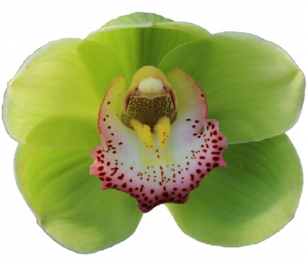 Cymbidium large flowered Waylands Majestic, foto 4