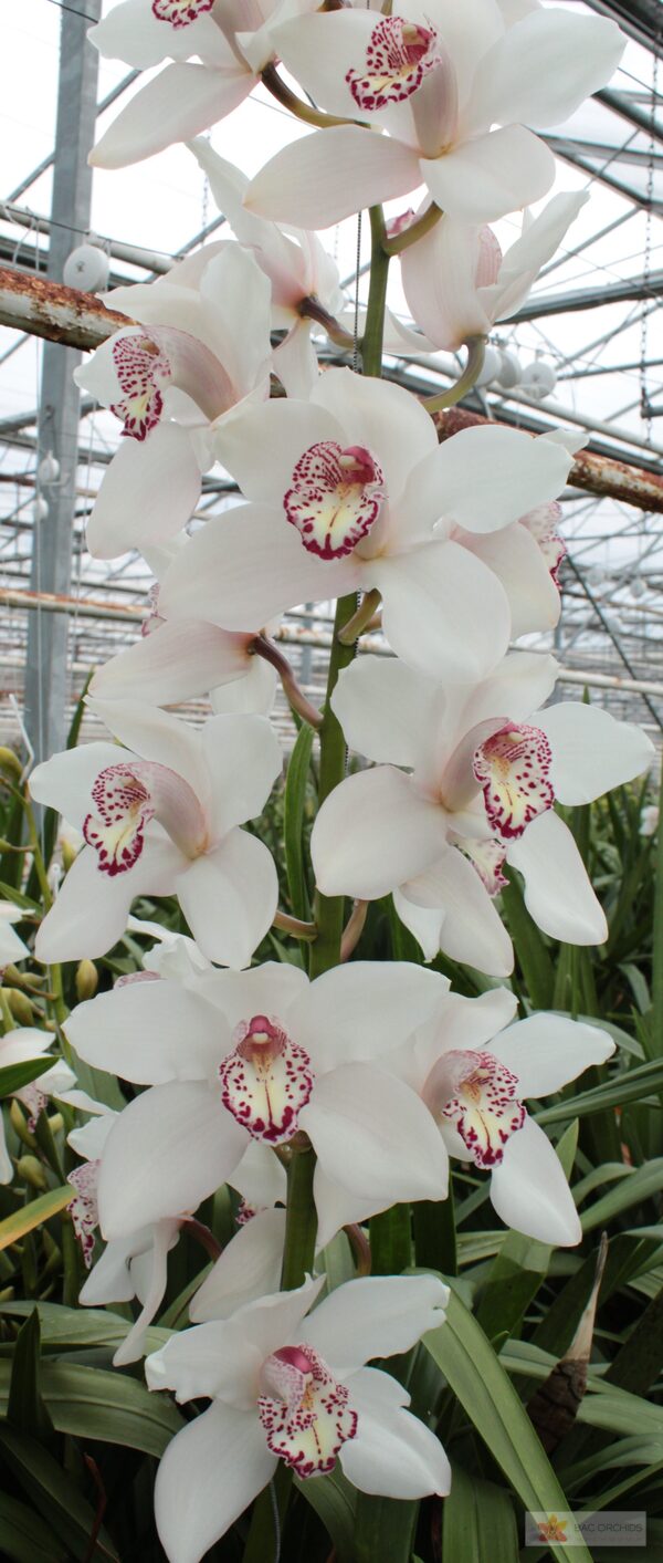 Cymbidium large flowered SNOWBIRD, photo 4