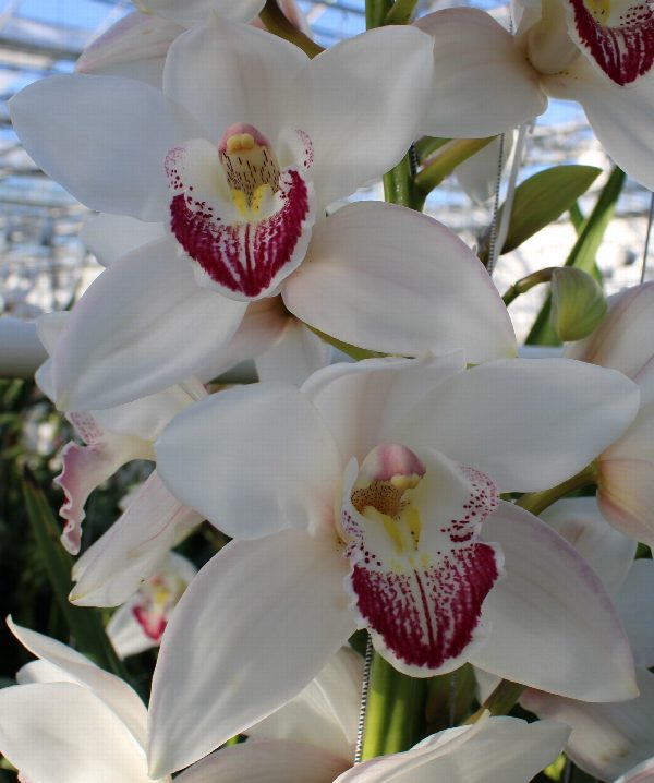 Cymbidium large flowered ANOUK, foto 2