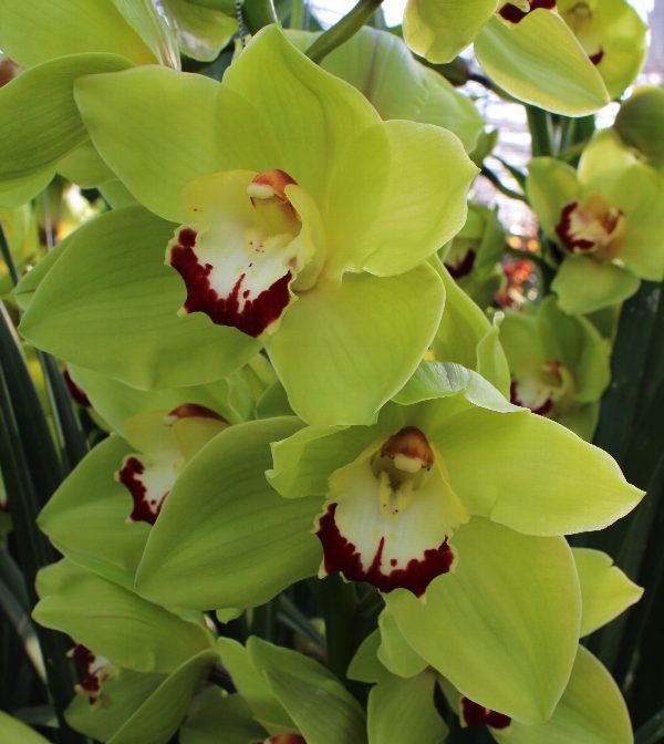 Cymbidium large flowered GREEN CHOICE