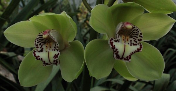 Cymbidium large flowered MRS R HOOD