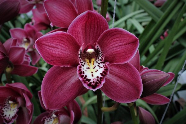 Cymbidium large flowered THOMAS, foto 3