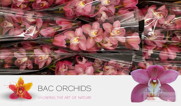 Cymbidium large flowered AIDA, photo 3