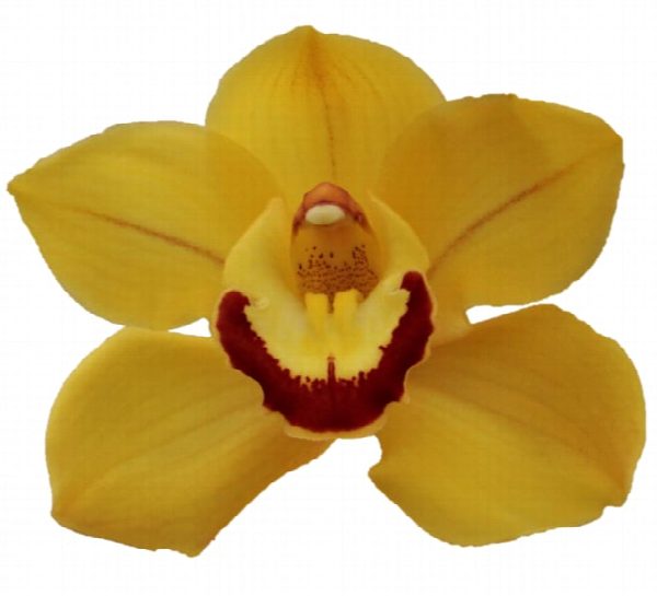 Cymbidium large flowered SUNGLOW, foto 4