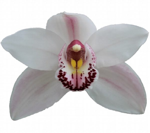 Cymbidium large flowered WESTERN ROSE, фото 2