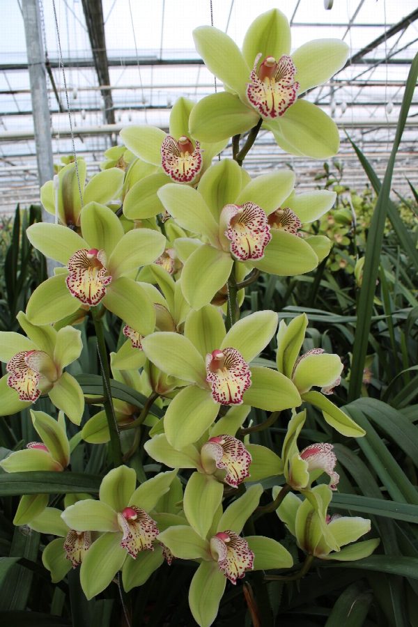Cymbidium large flowered Cymbidium Hans, фото 5