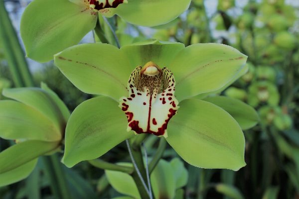 Cymbidium large flowered BONYONI, foto 5