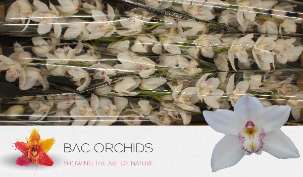 Cymbidium large flowered HMS WHITE SENSATION, foto 2
