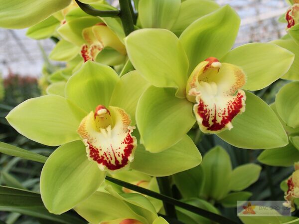 Cymbidium large flowered NOAH, foto 5