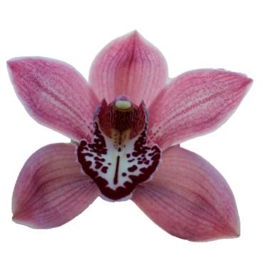 Cymbidium large flowered Cymbidium Tak Royal Pearl 'Pinn up', фото 5