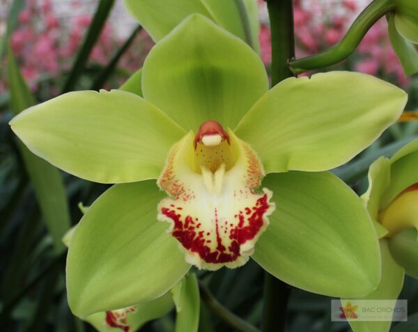 Cymbidium large flowered NOAH, foto 3