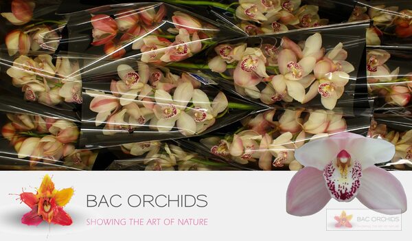Cymbidium large flowered SUMMER MAGIC PINK, foto 5