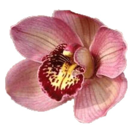 Cymbidium large flowered JANNET, фото 8
