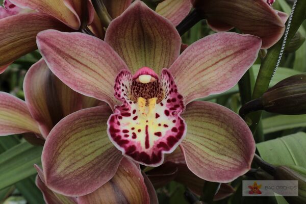 Cymbidium large flowered DARK SAPPHIRE, foto 4