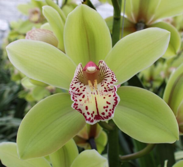 Cymbidium large flowered Cymbidium Hans, фото 3