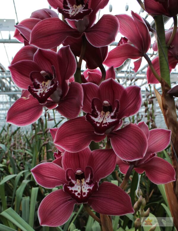 Cymbidium large flowered FERR-ARI, foto 5