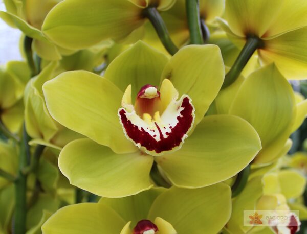 Cymbidium large flowered VERONA, foto 5