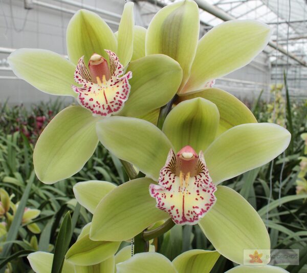 Cymbidium large flowered HANS, фото 2