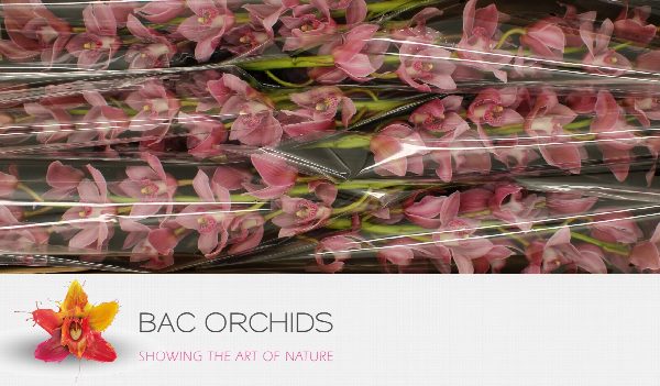 Cymbidium large flowered ELLIO RO C290, фото 4