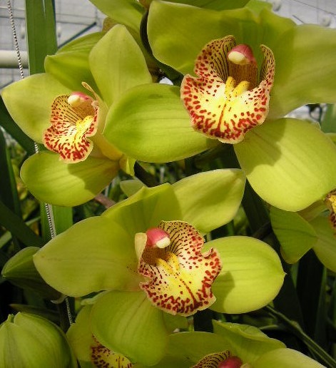Cymbidium large flowered MELISSA, foto 3