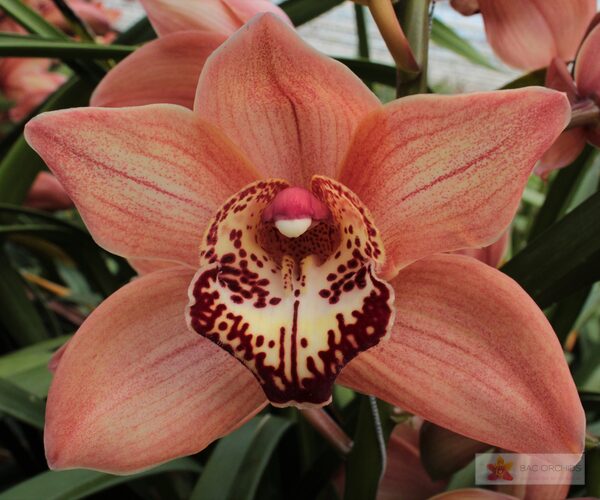 Cymbidium large flowered BROWNY, foto 4