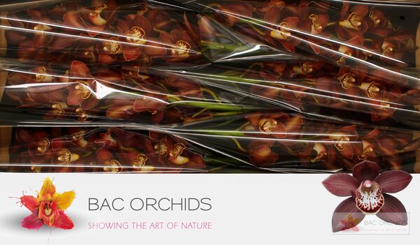 Cymbidium large flowered EBONY, photo 5