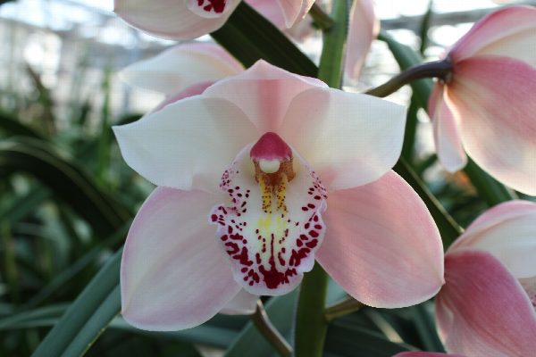 Cymbidium large flowered SUMMER MAG PI, foto 2