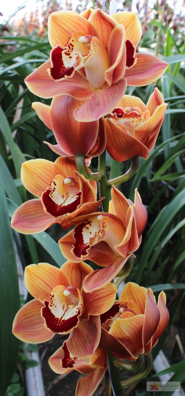 Cymbidium large flowered RENE S WISH, foto 3