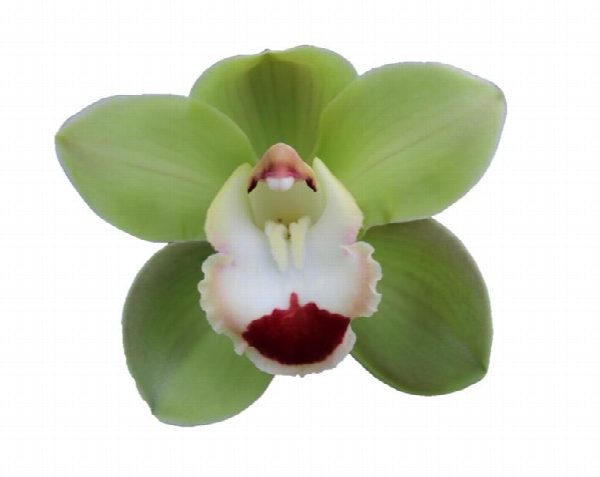 Cymbidium large flowered TOP SPOT