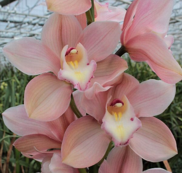Cymbidium large flowered SALM DELIGHT, photo 2