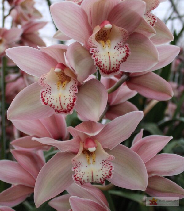 Cymbidium large flowered REYNELLA, foto 6