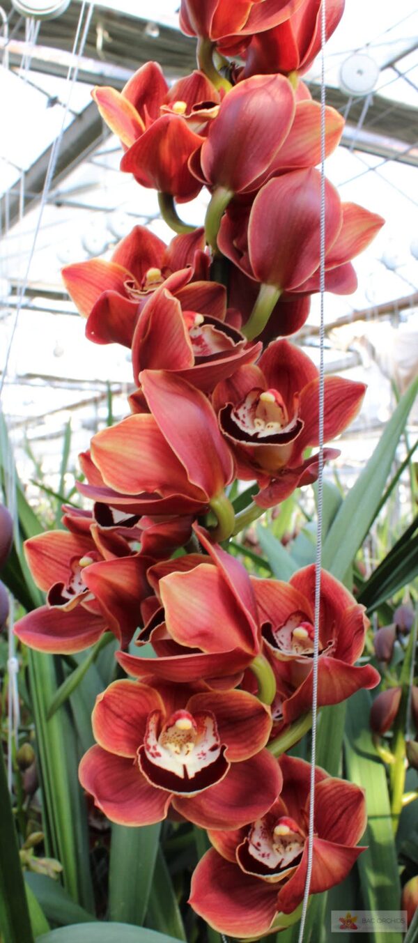 Cymbidium large flowered CHOCOLAT, фото 2