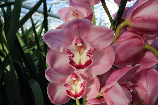 Cymbidium large flowered KIWI SUE, foto 2