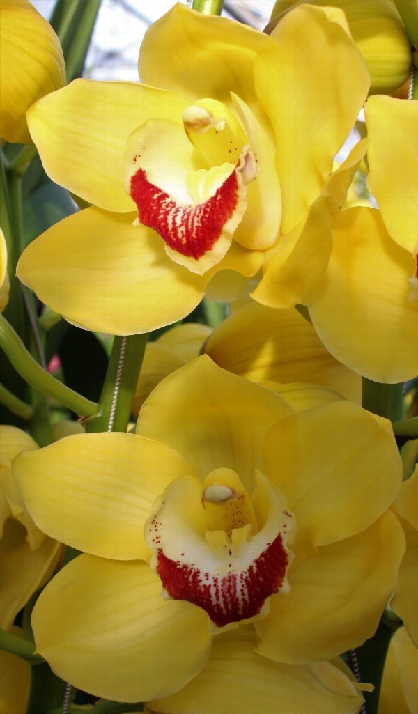 Cymbidium large flowered MIMOSA, foto 4