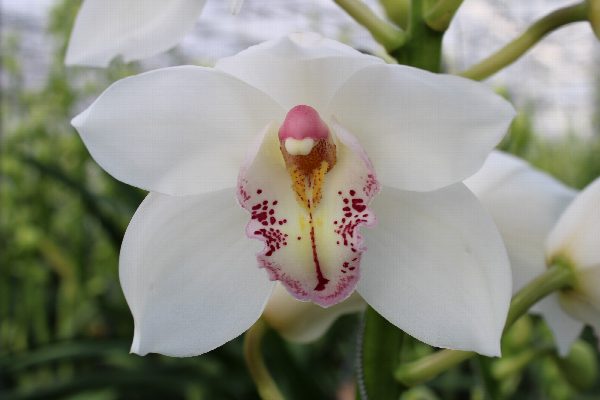 Cymbidium large flowered NATALE BIANCO, foto 4
