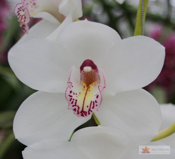 Cymbidium large flowered VANITY, foto 4