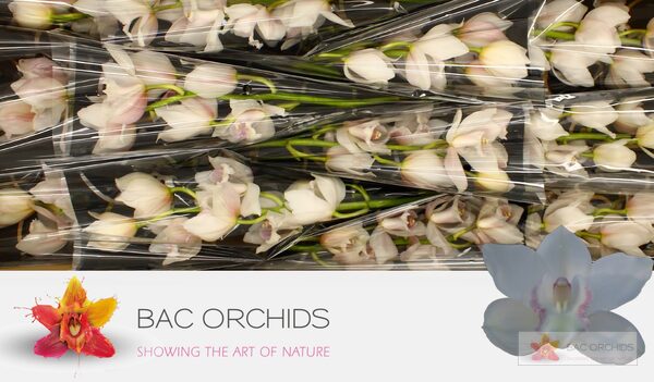Cymbidium large flowered SNOWCASTLE, foto 3