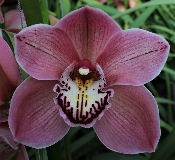 Cymbidium large flowered JET SET, фото 3