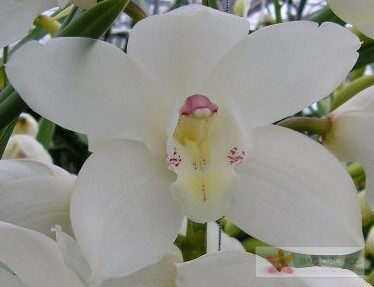 Cymbidium large flowered EARLY WHITE, foto 4
