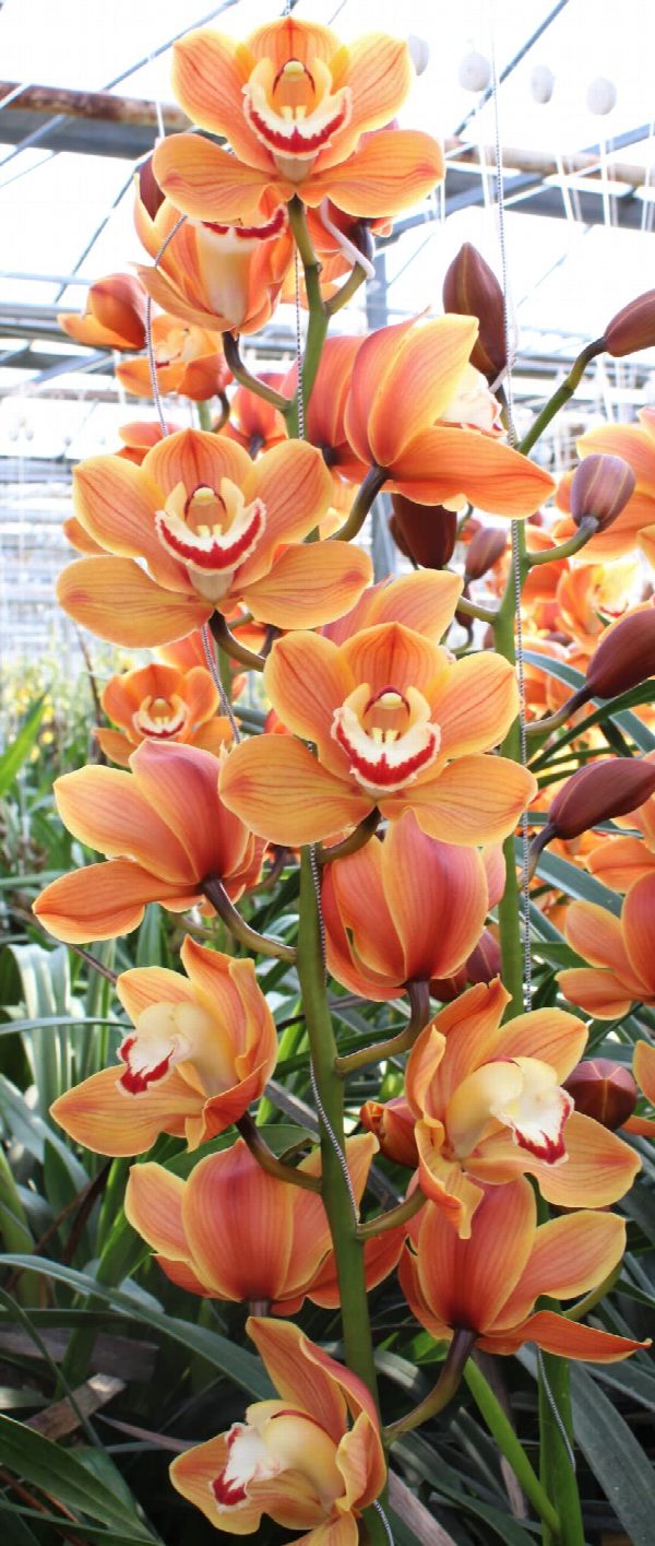 Cymbidium large flowered AMALIA, foto 3