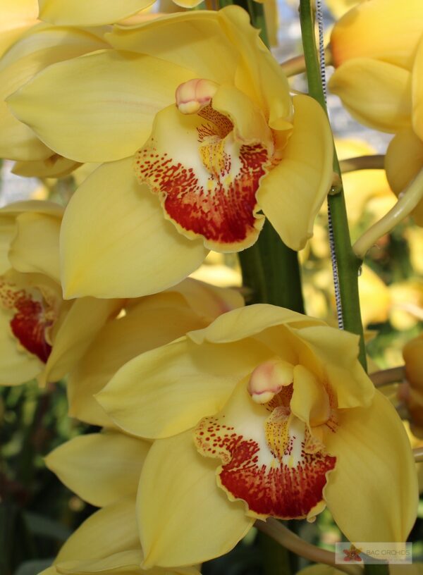 Cymbidium large flowered GOLDEN FLEECE, фото 2