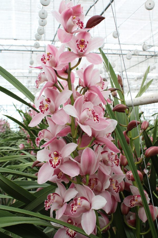 Cymbidium large flowered CINDY, фото 2