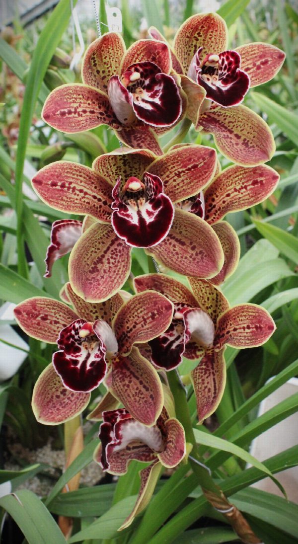 Cymbidium large flowered LOS ANGELES, photo 4