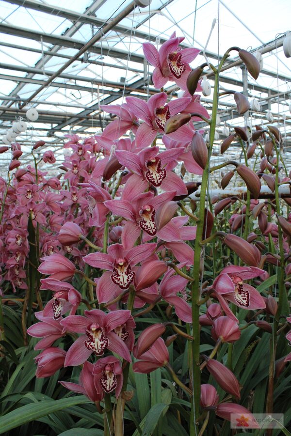 Cymbidium large flowered PIN-UP, foto 3