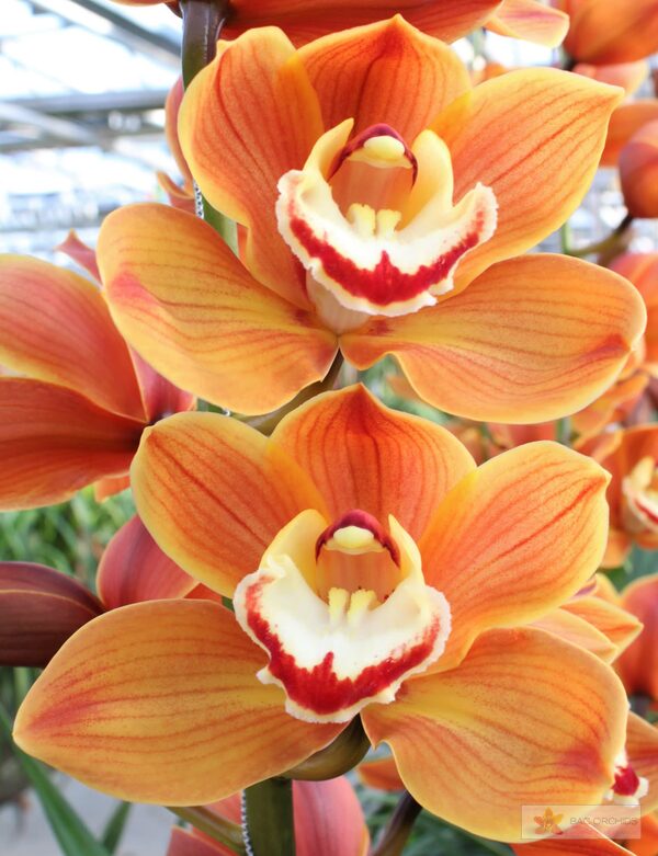 Cymbidium large flowered AMALIA, foto 5