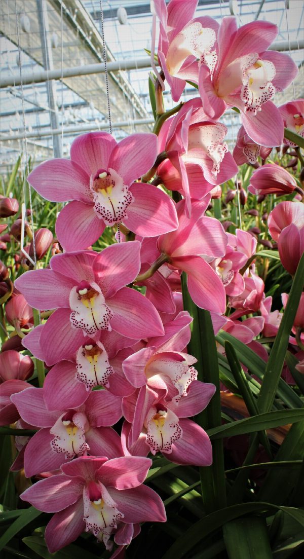 Cymbidium large flowered AIDA, foto 3