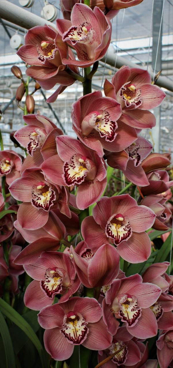 Cymbidium large flowered JET SET, фото 5
